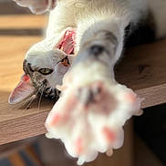 Spooky a rejoint le concours — aidez-le/la à gagner de superbes lots ! cat, paw, stretching, wooden_surface, playful, pet, whiskers, feline, indoor, close_up, green_eyes, mouth_open, fang, fur, tabby, white_fur, relaxed, cute, animal, focus