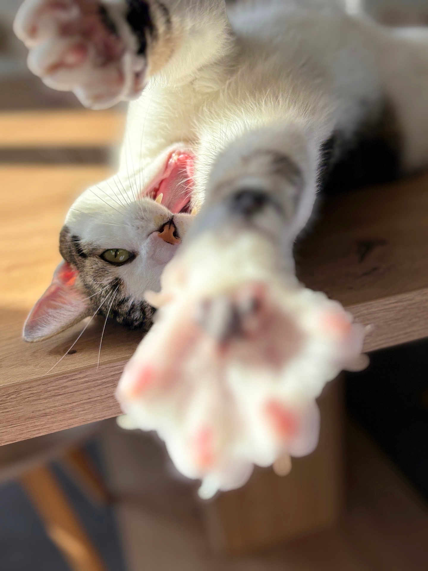 Spooky a rejoint le concours — aidez-le/la à gagner de superbes lots ! cat, paw, stretching, wooden_surface, playful, pet, whiskers, feline, indoor, close_up, green_eyes, mouth_open, fang, fur, tabby, white_fur, relaxed, cute, animal, focus