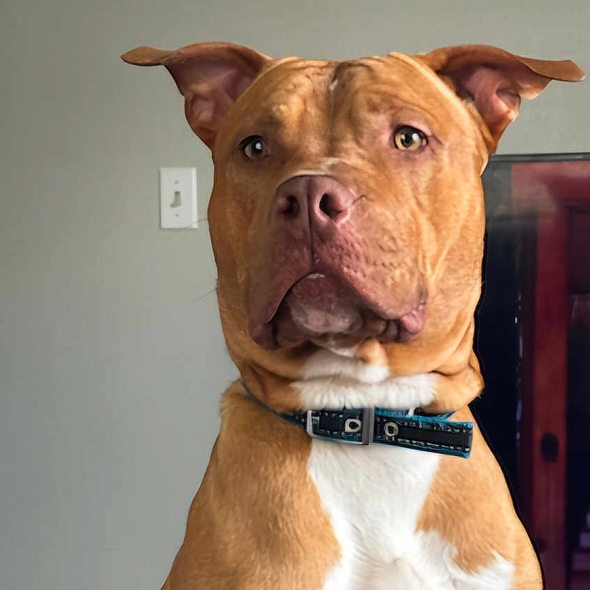 Biscuit joined the competition — help win amazing prizes! animal, brown, canine, collar, dog, ears, expression, face, fur, furniture, home, indoor, light, mammal, pet, portrait, sitting, television, wall, white