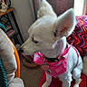 Honey is registered to the contest to win money with this photo: dog, white_dog, pink_harness, pink_bandana, pet, indoor, cushion, blanket, window, ear, animal, fur, sitting, looking_away, cozy, home, furniture, natural_light, cute, companion