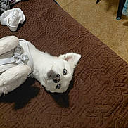 Honey is registered to the contest to win money with this photo: dog, white_dog, blue_eyes, lying_down, quilt, brown_quilt, harness, indoor, carpet, clothes, fabric, chair, pet, canine, fur, cute, animal, domestic, relaxed, looking_up