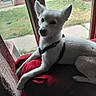 Honey is registered to the contest to win money with this photo: dog, white_dog, pet, indoor, window, cushion, red_cushion, harness, relaxed, looking_outside, glass_door, grass, brick_wall, side_view, animal, domestic_animal, resting, calm, fur, paw