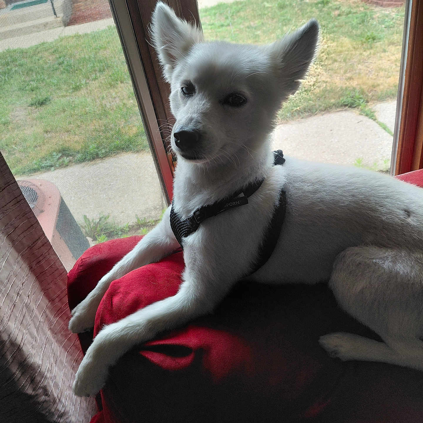 Honey is registered to the contest to win money with this photo: dog, white_dog, pet, indoor, window, cushion, red_cushion, harness, relaxed, looking_outside, glass_door, grass, brick_wall, side_view, animal, domestic_animal, resting, calm, fur, paw