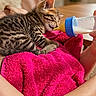 kitten, cat, baby_bottle, milk, pink_towel, striped, fur, sleepy, cute, pet, domestic_animal, hand, lap, indoor, cozy, comfort, resting, closeup, animal, feeding