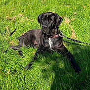 Yoda joined the competition — help win amazing prizes! dog, black_dog, grass, outdoor, sunlight, chain_link_fence, leash, collar, pet, animal, canine, quiet, relaxed, shadow, summer, nature, greenery, daytime, portrait, resting