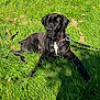 dog, black_dog, grass, outdoor, sunlight, chain_link_fence, leash, collar, pet, animal, canine, quiet, relaxed, shadow, summer, nature, greenery, daytime, portrait, resting