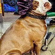 Zoey is registered to the contest to win money with this photo: animal, bonnet, bracelets, brown, chair, collar, curious, dog, expression, floor, hand, indoor, person, pet, purple, sitting, studs, tile, wheels, white