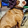 animal, bonnet, bracelets, brown, chair, collar, curious, dog, expression, floor, hand, indoor, person, pet, purple, sitting, studs, tile, wheels, white