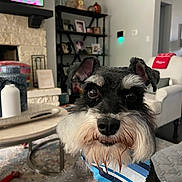 Cooper is registered to the contest to win money with this photo: dog, schnauzer, pet, indoor, living_room, fireplace, shelf, photoframe, armchair, rug, table, bandana, beard, fur, face, ears, eyes, cozy, decor, furniture