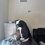 Snuggles is registered to the contest to win money with this photo: cat, tabby_cat, paper_bag, sneakers, table, cat_food, paper_plate, indoor, curious, black_and_white_cat, furniture, vent, wall, living_room, couch, floor, pet, household, domestic_cat, exploring