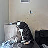 cat, tabby_cat, paper_bag, sneakers, table, cat_food, paper_plate, indoor, curious, black_and_white_cat, furniture, vent, wall, living_room, couch, floor, pet, household, domestic_cat, exploring