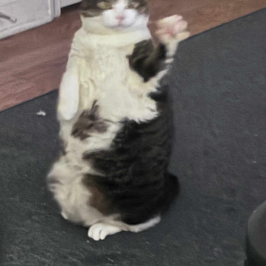 Snuggles is registered to the contest to win money with this photo: cat, sitting, carpet, indoor, door, wooden_floor, pet, feline, paw, stretching, chubby, cute, animal, domestic, furry, funny_pose, home, blurred, floor, whiskers