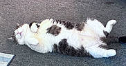 Snuggles is registered to the contest to win money with this photo: cat, pet, lying_down, relaxed, carpet, indoor, white_fur, black_fur, sleeping, cute, feline, fluffy, domestic_animal, whiskers, paws, cozy, resting, animal, fur_pattern, content