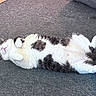 cat, pet, lying_down, relaxed, carpet, indoor, white_fur, black_fur, sleeping, cute, feline, fluffy, domestic_animal, whiskers, paws, cozy, resting, animal, fur_pattern, content