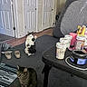 Snuggles joined the competition — help win amazing prizes! cat, indoor, floor, pill_bottles, table, door, carpet, shoes, medicine, container, striped_cat, tabby_cat, wooden_floor, household, feline, curious, stretching_cat, domestic, clutter, room