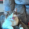 Snuggles joined the competition — help win amazing prizes! cat, furniture, armchair, indoor, pet, relaxed, gray, white, whiskers, mouth_open, living_room, storage_bins, cozy, scratched_furniture, domestic_cat, resting, cute, animal, household, comfortable