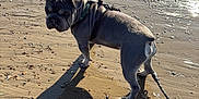 Sully joined the competition — help win amazing prizes! dog, beach, sand, shadow, leash, harness, sunlight, wet_sand, animal, outdoor, pet, curious, gray_dog, canine, small_dog, nature, daylight, walking, coast, playful_shadow