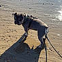 dog, beach, sand, shadow, leash, harness, sunlight, wet_sand, animal, outdoor, pet, curious, gray_dog, canine, small_dog, nature, daylight, walking, coast, playful_shadow