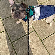 Sully joined the competition — help win amazing prizes! dog, french_bulldog, puppy, pet, leash, jacket, outdoor, pavement, sunlight, shadow, curious, canine, companion, animal, walking, cute, small_dog, pet_clothing, looking_up, daylight