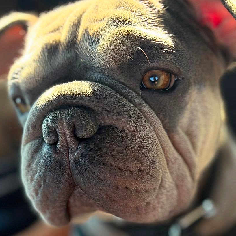 Sully joined the competition — help win amazing prizes! animal, blurry_background, brown_eyes, canine, close_up, collar, cute, dog, ears, expression, face, fur, indoor, muzzle, natural_light, pet, portrait, soft_light, texture, wrinkles
