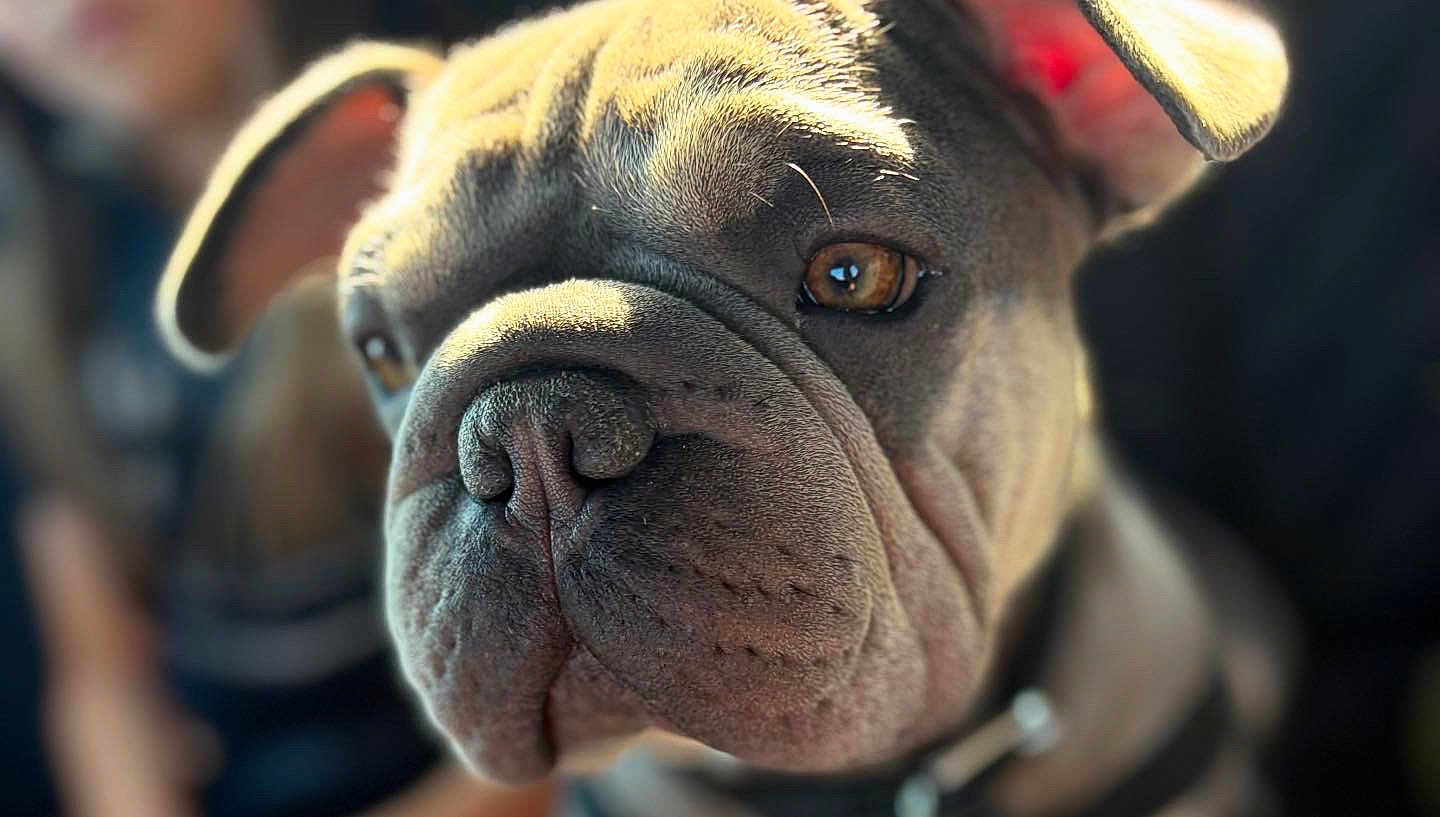 Sully joined the competition — help win amazing prizes! dog, close_up, portrait, wrinkles, brown_eyes, fur, natural_light, blurry_background, pet, canine, animal, muzzle, ears, collar, expression, texture, soft_light, indoor, cute, face