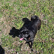 Levi is registered to the contest to win money with this photo: black_dog, clover, collar, dog, ears, fur, grass, happy, lawn, nature, outdoor, panting, pet, playful, shadow, small_dog, standing, sunlight, tail, tongue_out
