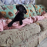 Jazmine is registered to the contest to win money with this photo: dog, black_dog, yawning, couch, worn_furniture, blanket, cat_pattern, person, pink_sweatpants, bare_feet, indoor, floor_tiles, relaxing, sleepy, cozy, living_room, fabric_texture, pet, home, casual