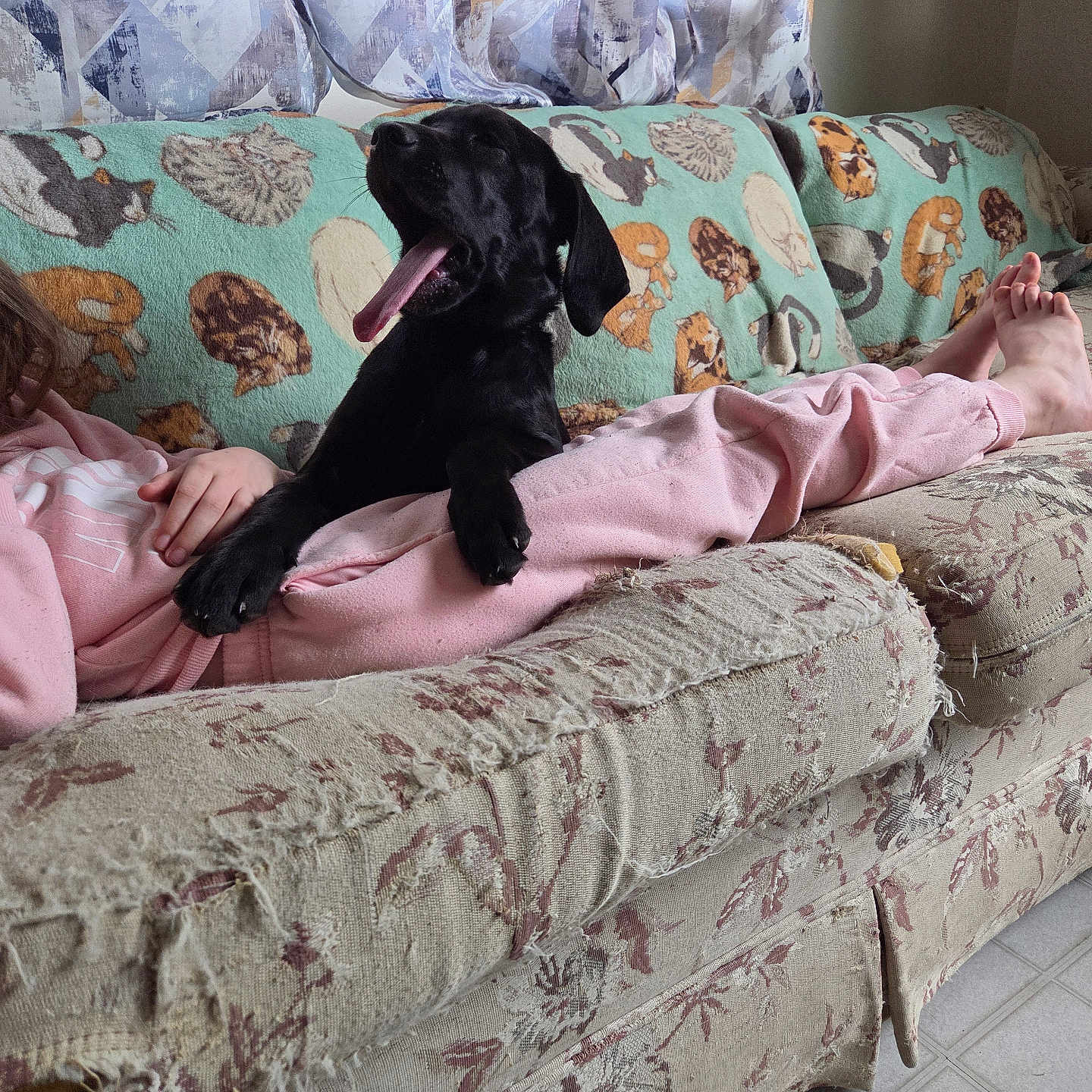 Jazmine is registered to the contest to win money with this photo: dog, black_dog, yawning, couch, worn_furniture, blanket, cat_pattern, person, pink_sweatpants, bare_feet, indoor, floor_tiles, relaxing, sleepy, cozy, living_room, fabric_texture, pet, home, casual