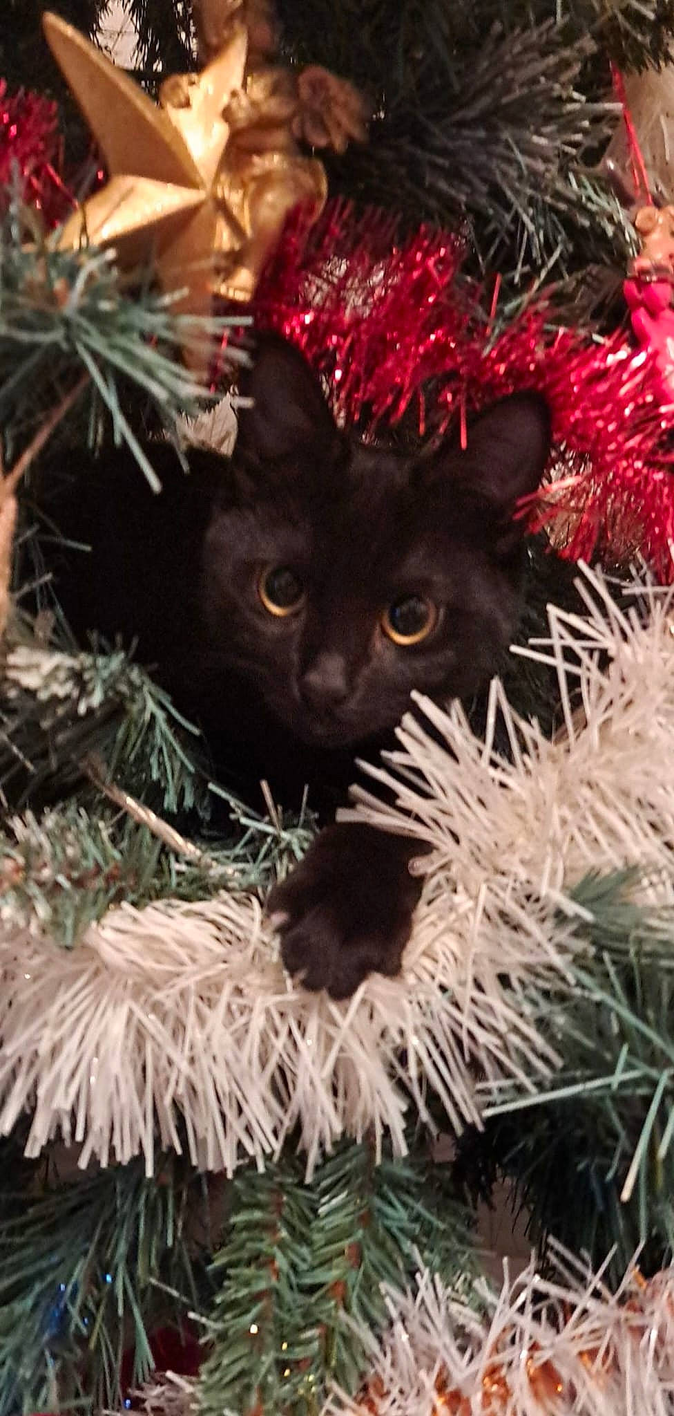 Kira a rejoint le concours — aidez-le/la à gagner de superbes lots ! carnivore, cat, christmas_decoration, christmas_ornament, christmas_tree, conifer, event, fawn, felidae, fur, grass, holiday, ornament, plant, small_to_medium_sized_cats, snout, terrestrial_plant, tree, twig, whiskers