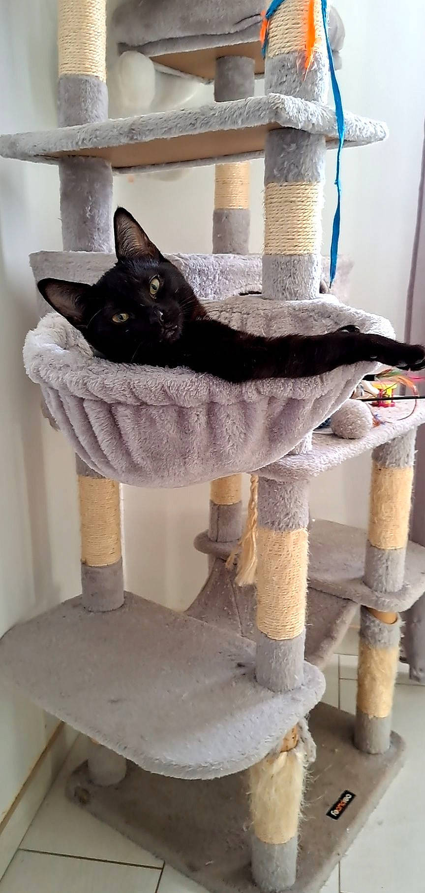 Kira participe au concours pour gagner de l'argent avec cette photo : art, carnivore, cat, cat_furniture, cat_supply, chair, creative_arts, domestic_short_haired_cat, fashion_accessory, felidae, fur, grey, pet_supply, room, shelf, small_to_medium_sized_cats, tail, whiskers, white, wood