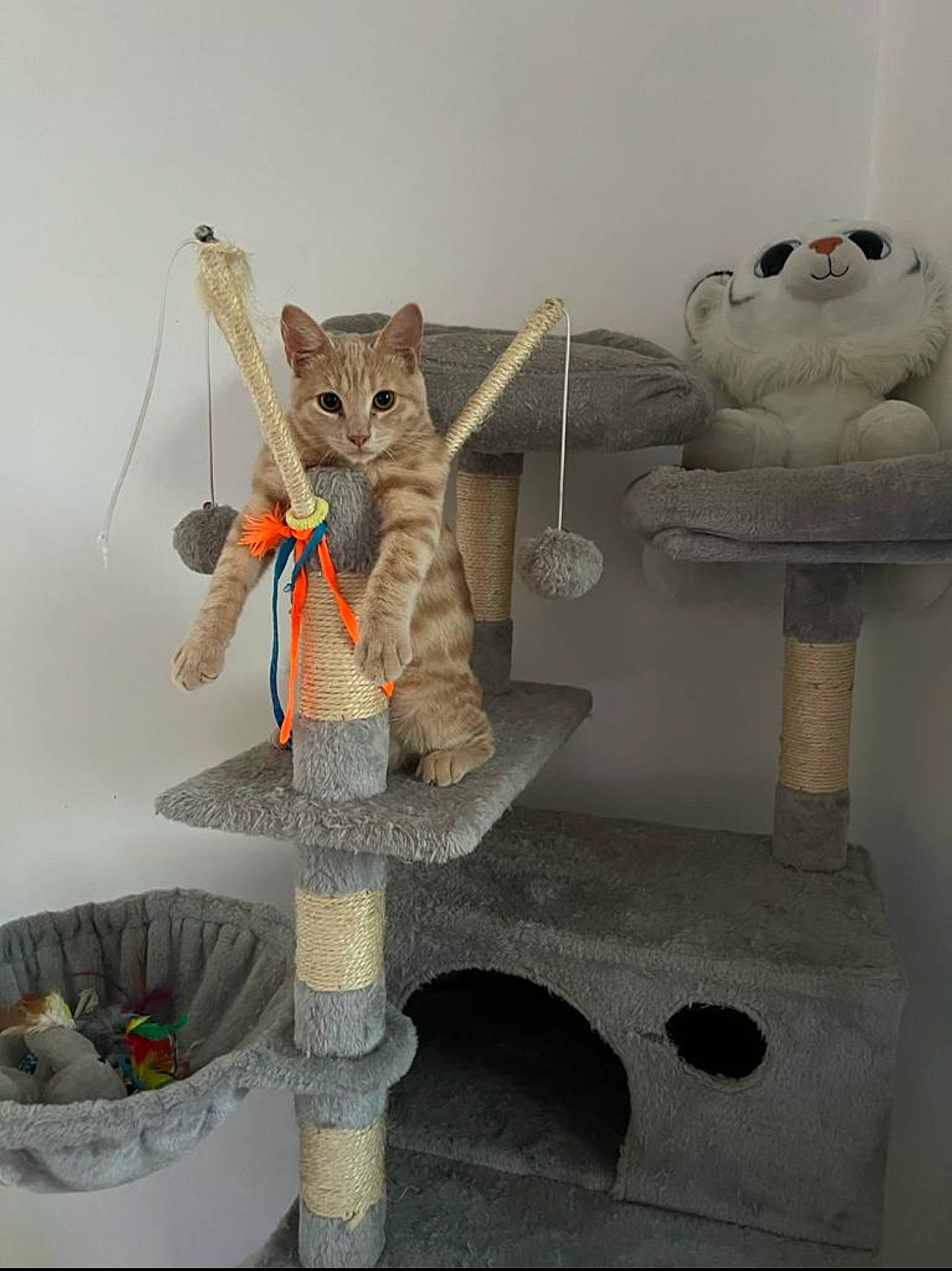 Aïko participe au concours pour gagner de l'argent avec cette photo : art, carnivore, cat, cat_supply, domestic_short_haired_cat, felidae, flowerpot, fur, houseplant, lawn_ornament, pet_supply, room, shelf, shelving, small_to_medium_sized_cats, stuffed_toy, tail, teddy_bear, toy, whiskers