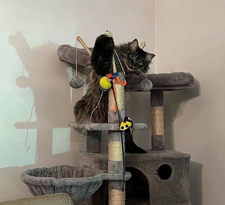 Melvin a rejoint le concours — aidez-le/la à gagner de superbes lots ! art, bird_supply, carnivore, cat, cat_supply, domestic_short_haired_cat, electrical_wiring, felidae, fur, grey, pet_supply, room, shelf, shelving, small_to_medium_sized_cats, tail, tree, trunk, visual_arts, wood