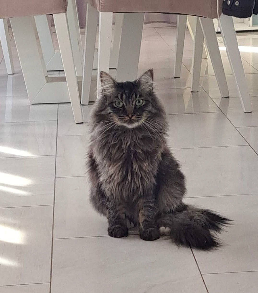 Melvin a rejoint le concours — aidez-le/la à gagner de superbes lots ! automotive_tire, black_cat, british_longhair, carnivore, cat, domestic_short_haired_cat, felidae, flooring, fur, grey, hardwood, human_leg, monochrome, monochrome_photography, road_surface, small_to_medium_sized_cats, snout, tail, whiskers, wood