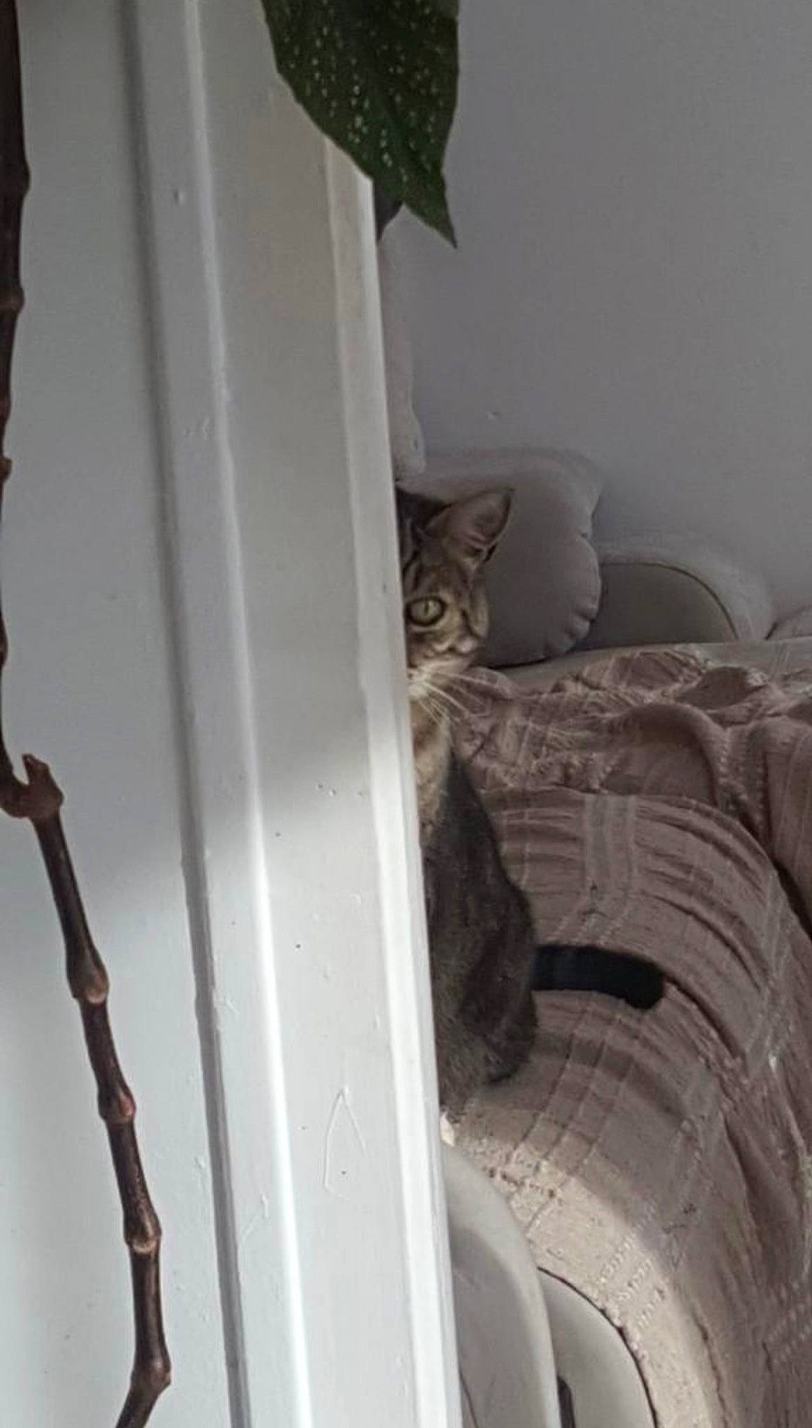 Booba a rejoint le concours — aidez-le/la à gagner de superbes lots ! automotive_tire, carnivore, cat, comfort, curtain, domestic_short_haired_cat, door, felidae, flooring, fur, grey, hardwood, linens, small_to_medium_sized_cats, stairs, tail, whiskers, window, window_treatment, wood