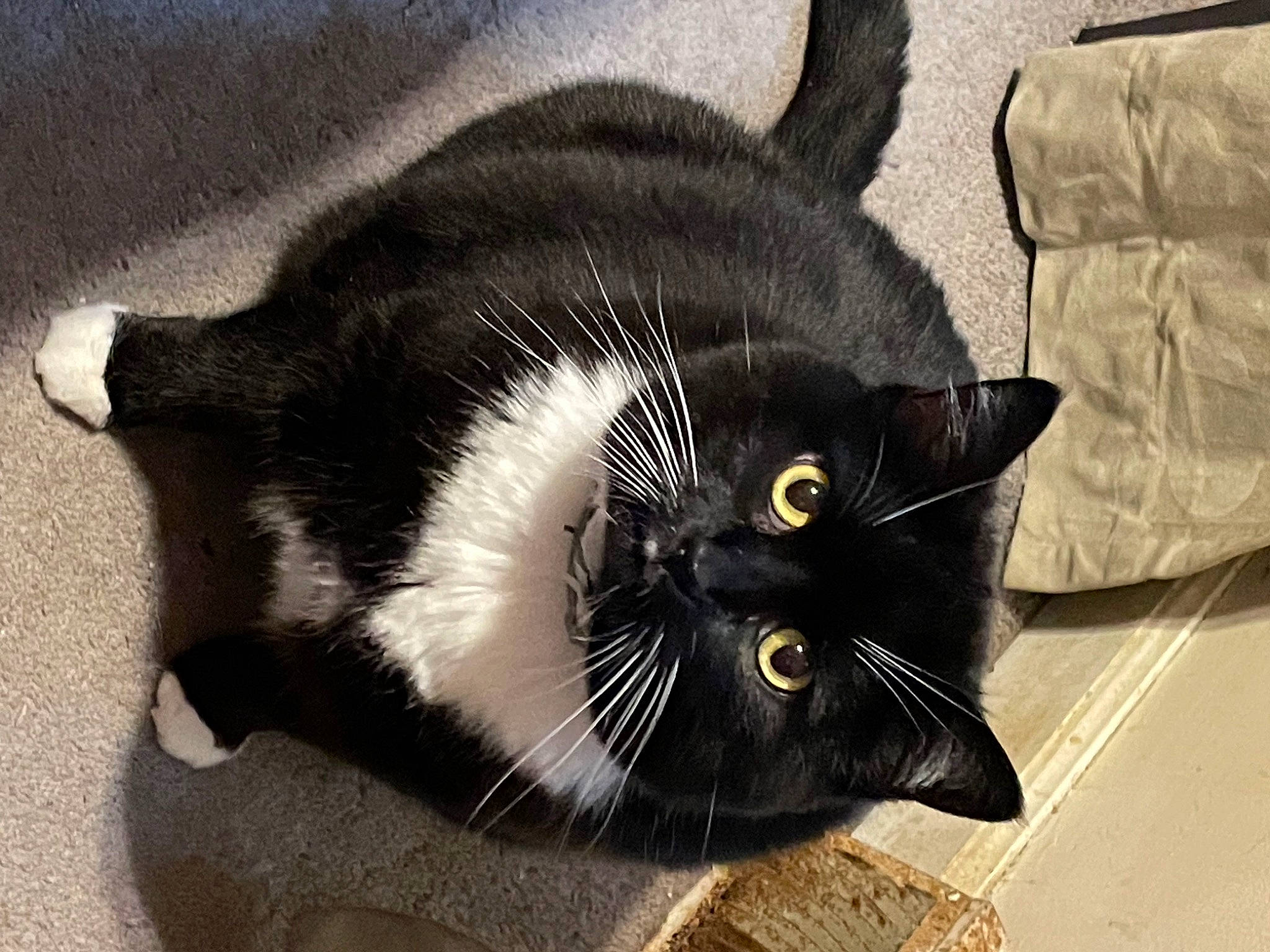 Katie is registered to the contest to win money with this photo: black_cat, carnivore, cat, comfort, domestic_short_haired_cat, fashion_accessory, felidae, fur, small_to_medium_sized_cats, snout, tail, whiskers