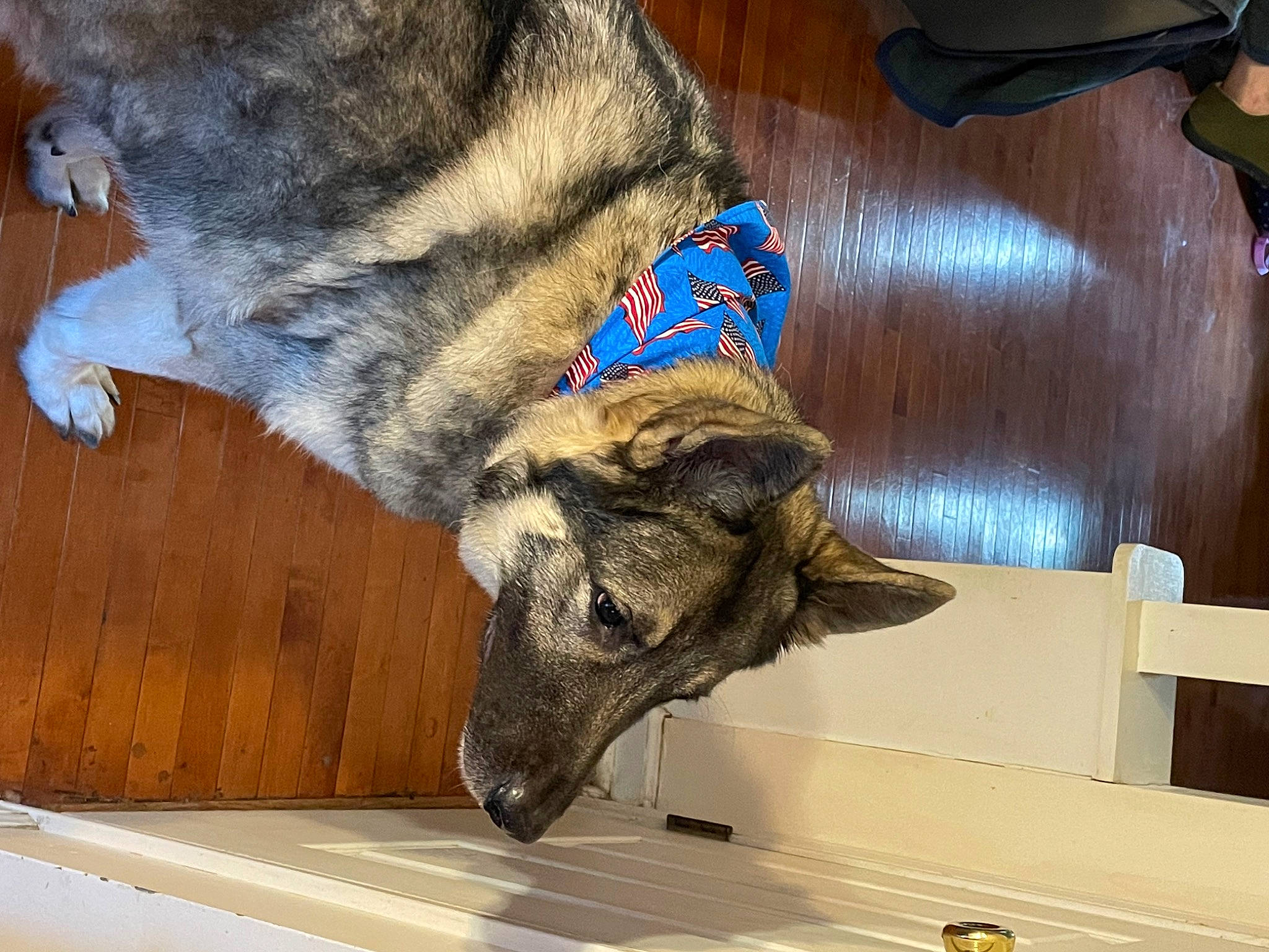 Axl joined the competition — help win amazing prizes! canidae, canis, carnivore, claw, dog, dog_breed, fawn, flooring, fur, hardwood, jaw, snout, sporting_group, tail, terrestrial_animal, vertebrate, wildlife, wood, working_animal