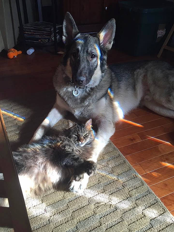 Axl joined the competition — help win amazing prizes! canidae, carnivore, companion_dog, dog, dog_breed, domestic_short_haired_cat, felidae, floor, flooring, fur, grey, hardwood, mammal, small_to_medium_sized_cats, snout, sporting_group, tail, vertebrate, whiskers, wood