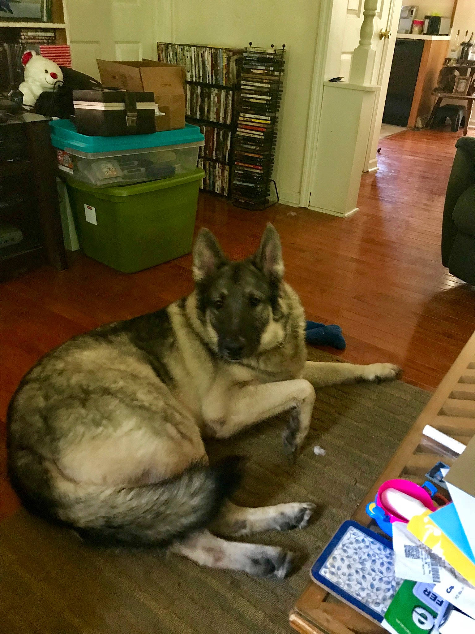 Axl joined the competition — help win amazing prizes! bookcase, canidae, carnivore, companion_dog, dog, dog_breed, east_european_shepherd, fawn, floor, flooring, fur, hardwood, king_shepherd, pen, room, shelf, shelving, snout, wood, working_animal