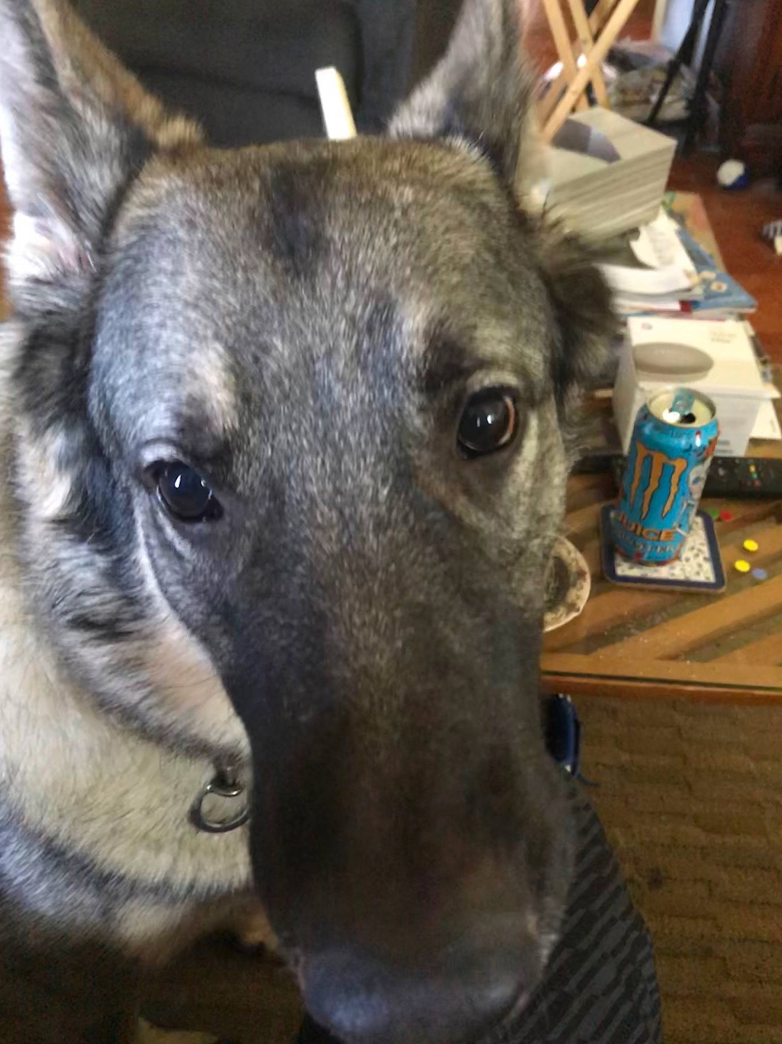 Axl is registered to the contest to win money with this photo: box, canidae, carnivore, collar, companion_dog, dog, dog_breed, dog_collar, fawn, fur, german_shepherd_dog, guard_dog, non_sporting_group, snout, sporting_group, terrestrial_animal, tin_can, whiskers, working_animal, working_dog