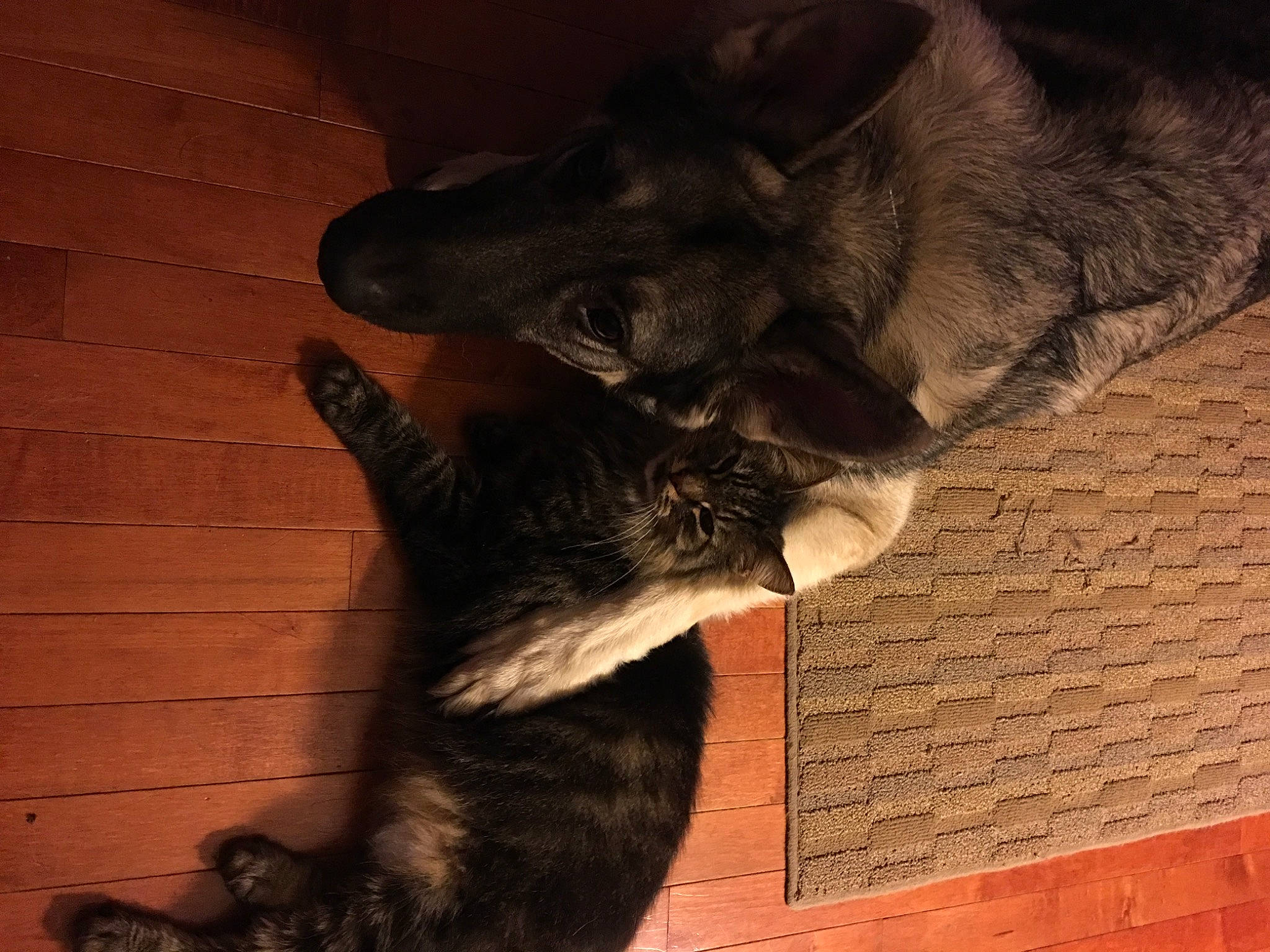 Axl joined the competition — help win amazing prizes! carnivore, cat, claw, companion_dog, dog, dog_breed, domestic_short_haired_cat, felidae, flooring, fur, gesture, natural_material, paw, small_to_medium_sized_cats, snout, sporting_group, tail, tints_and_shades, whiskers, wood