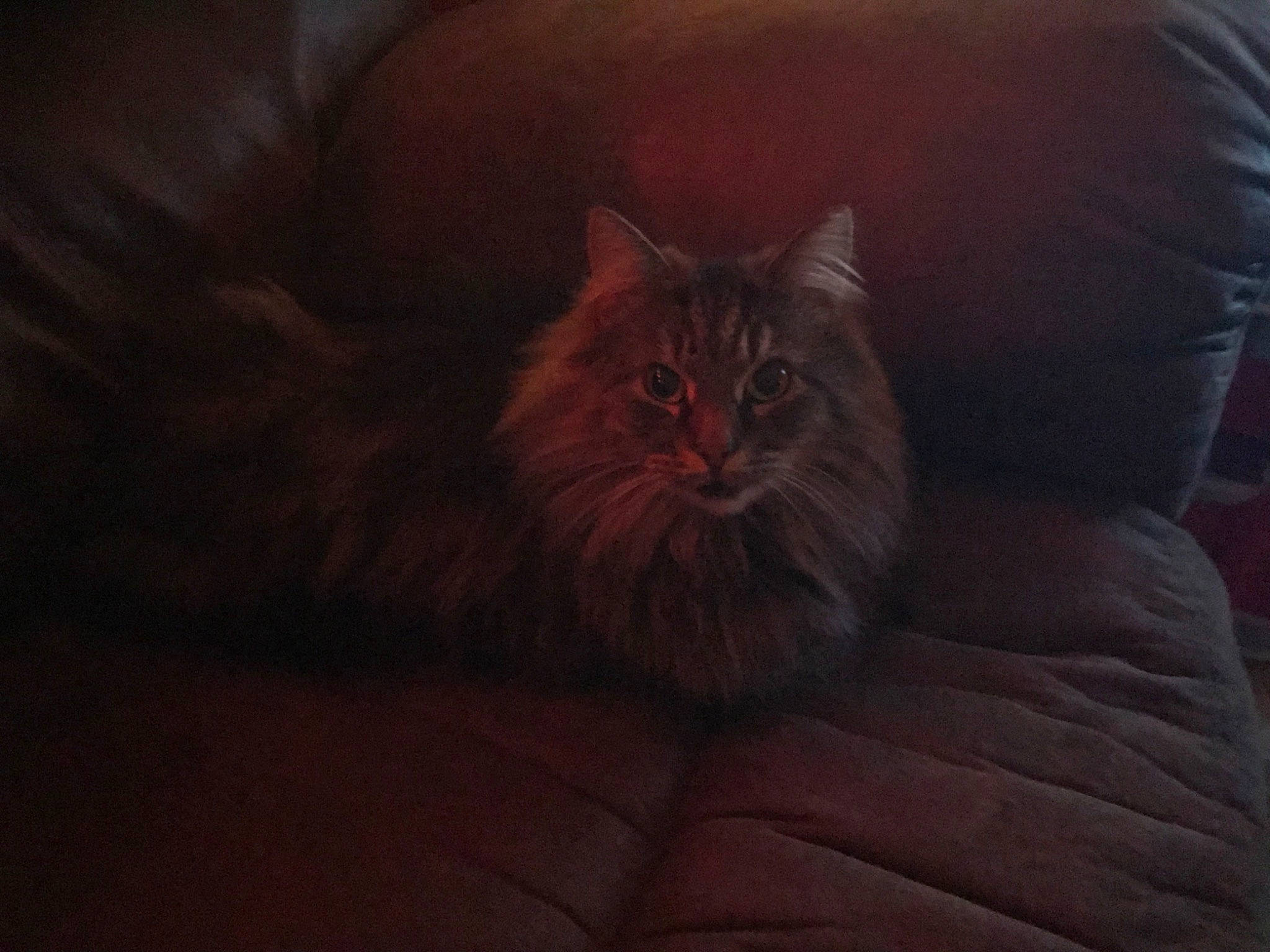 Jani is registered to the contest to win money with this photo: carnivore, cat, comfort, darkness, domestic_short_haired_cat, fawn, felidae, flooring, fur, grey, hardwood, peach, room, sitting, small_to_medium_sized_cats, snout, tail, tints_and_shades, whiskers, wood