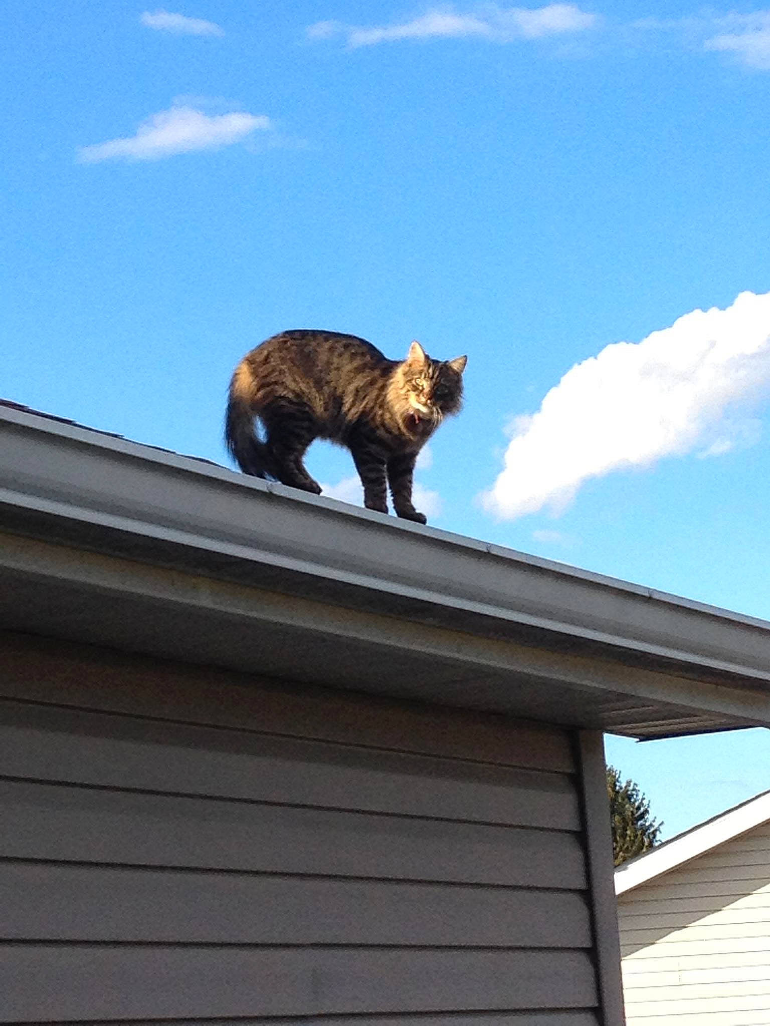 Jani is registered to the contest to win money with this photo: brick, building, carnivore, cat, cloud, cumulus, facade, felidae, fur, metal, roof, sky, small_to_medium_sized_cats, snout, tail, terrestrial_animal, tints_and_shades, twig, whiskers, wood