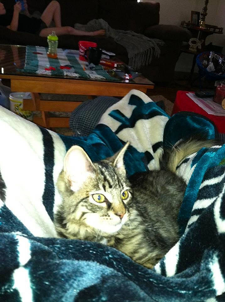 Jani is registered to the contest to win money with this photo: carnivore, cat, chair, comfort, couch, desk, domestic_short_haired_cat, felidae, fur, linens, mammal, paw, room, sitting, small_to_medium_sized_cats, table, whiskers