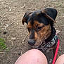 Diesel joined the competition — help win amazing prizes! animal, black, brown, canine, car, closeup, curious, dirt, dog, ground, harness, knees, leash, nature, outdoor, person, pet, puppy, tattoo, tire