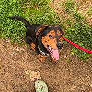 Diesel joined the competition — help win amazing prizes! animal, black, brown, canine, casual, crocs, dirt, dog, footwear, grass, happy, jeans, leash, nature, outdoor, person, pet, playful, sitting, tongue_out
