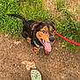 animal, black, brown, canine, casual, crocs, dirt, dog, footwear, grass, happy, jeans, leash, nature, outdoor, person, pet, playful, sitting, tongue_out