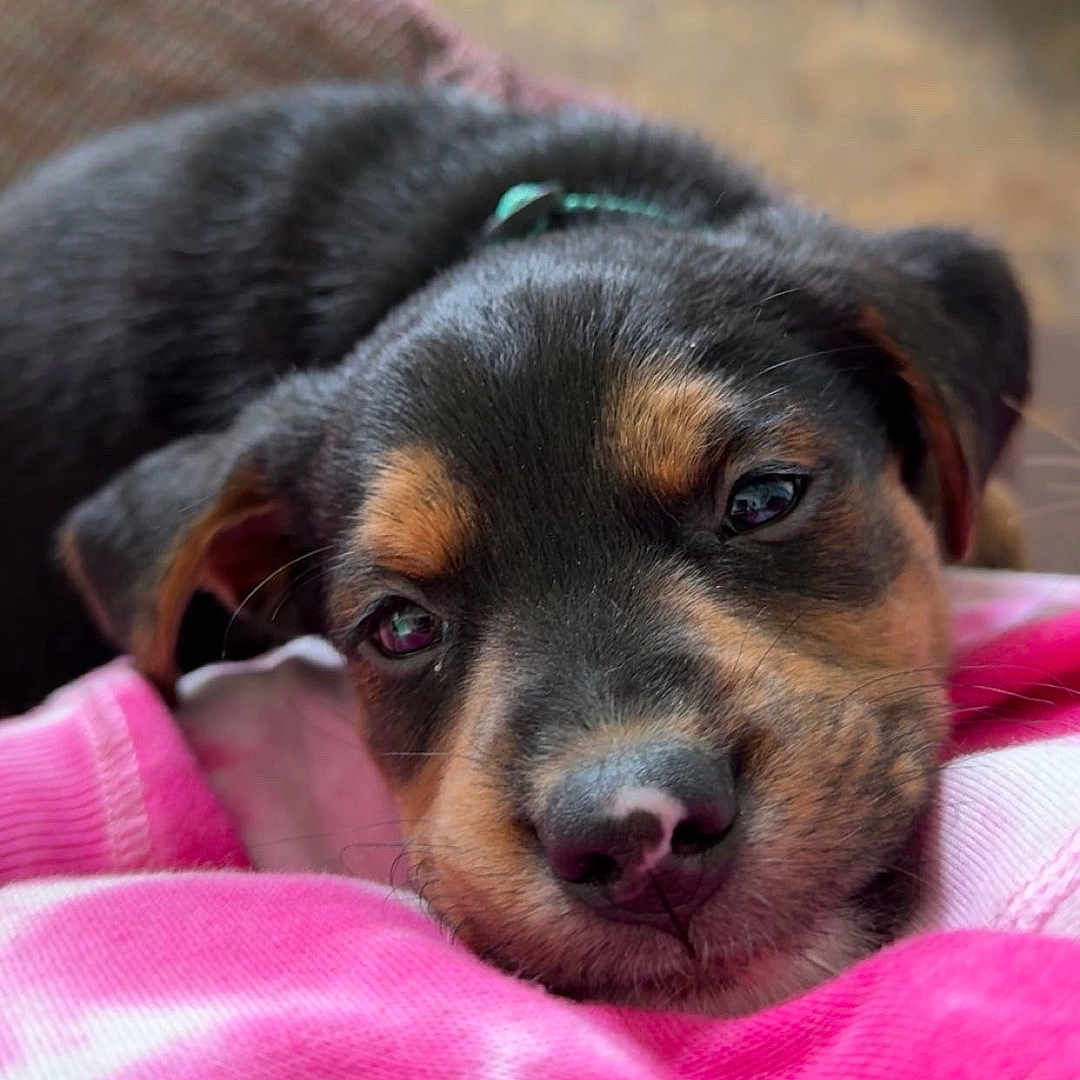 Diesel is registered to the contest to win money with this photo: adorable, animal, close_up, collar, cute, dog, ears, expression, fabric, fur, indoors, nose, pet, pink, portrait, puppy, resting, sleepy, soft_focus, young