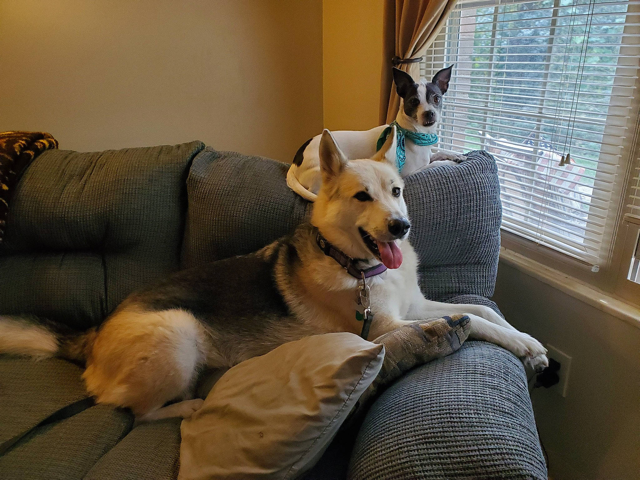 Beauty joined the competition — help win amazing prizes! carnivore, collar, comfort, companion_dog, couch, curtain, dog, dog_breed, dog_supply, door, fawn, flooring, fur, living_room, room, snout, tail, window, window_blind, working_animal