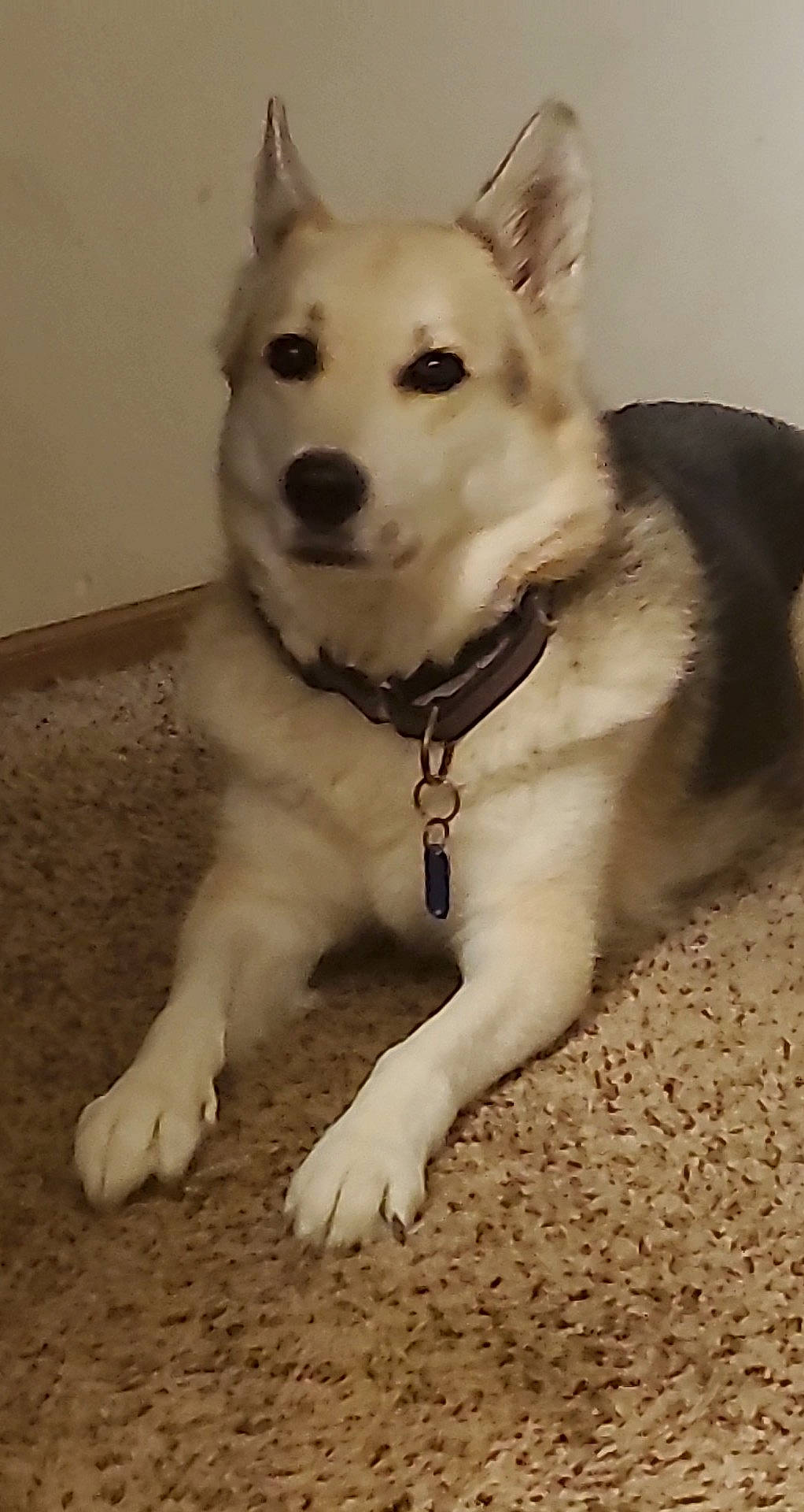 Beauty joined the competition — help win amazing prizes! ancient_dog_breeds, canidae, carnivore, collar, companion_dog, dog, dog_breed, dog_collar, dog_supply, fawn, flooring, fur, kintamani, paw, snout, sporting_group, tail, whiskers, working_animal, working_dog