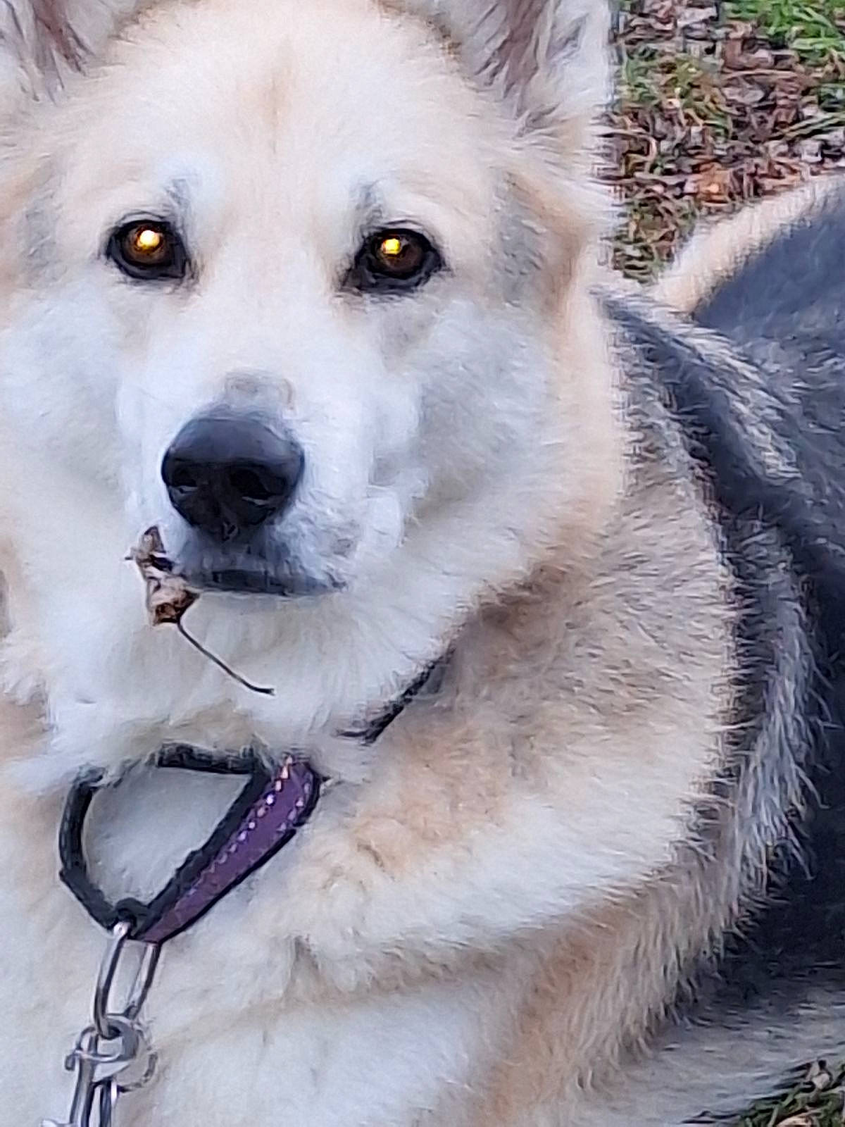 Beauty is registered to the contest to win money with this photo: ancient_dog_breeds, canis, carnivore, collar, companion_dog, dog, dog_breed, dog_collar, fang, fawn, fur, pet_supply, sled_dog, snout, sporting_group, terrestrial_animal, whiskers, wolf, working_animal, working_dog